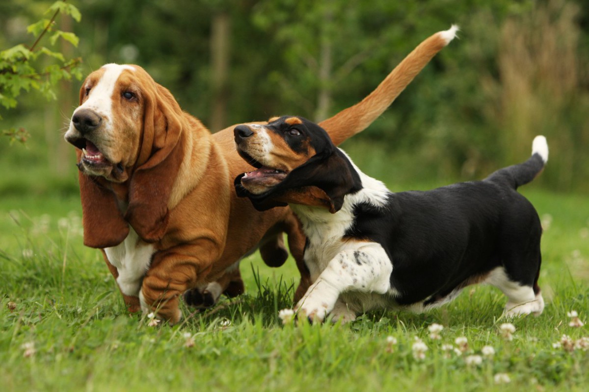 『足が短い犬種』３選！飼う際に注意すべきこととは？