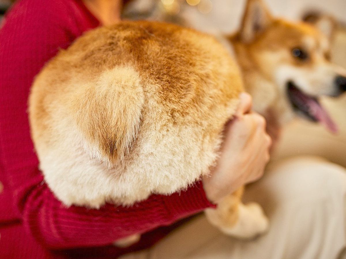 犬が飼い主に『おしりをぶつける』心理５選　突撃してくる本当の意味や注意点まで
