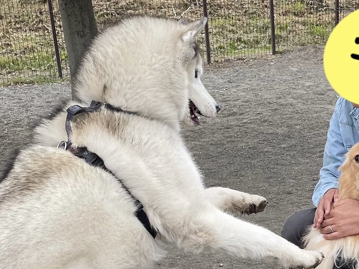 距離感がバグっているハスキー犬が『他の大型犬に絡んだ』結果…思った以上に『ドン引きされている光景』に18万いいね「陽キャすぎるｗ」と絶賛