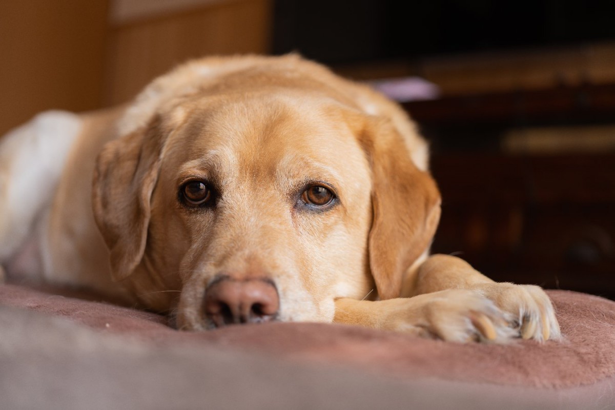 見逃さないで！『この人苦手かも…』犬がそう感じている時の仕草や行動４選