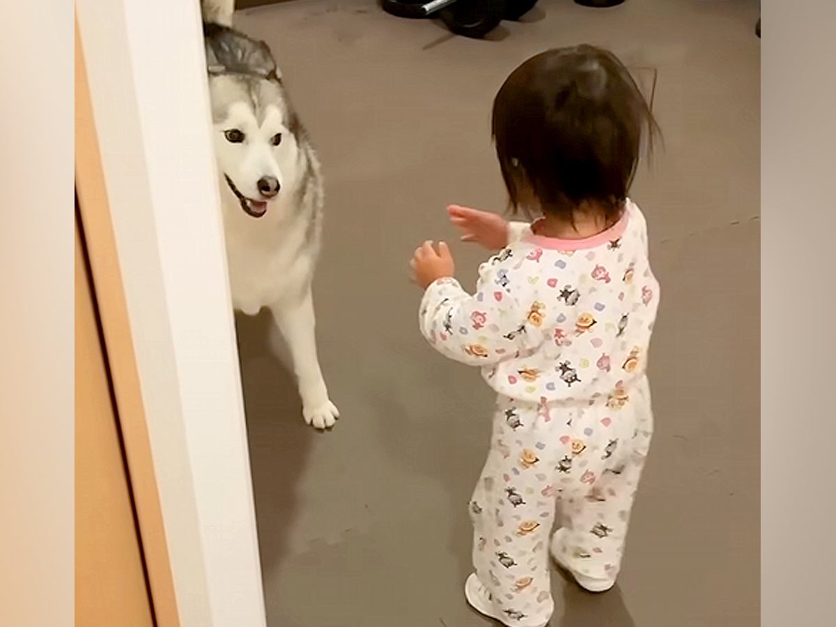 大きなシベリアンハスキーを怖がる1歳の女の子→それでも近づいて…尊すぎる『お互いの反応』が384万再生「ずっと見てられる」「優しい光景」