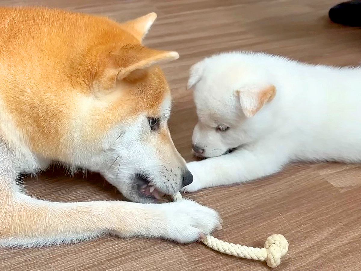 赤ちゃん犬が『ママのおもちゃ』に興味を持った結果…まさかの『こっそり持ち逃げ』する光景に悶絶「可愛すぎる」「後退りたまらん」と話題に