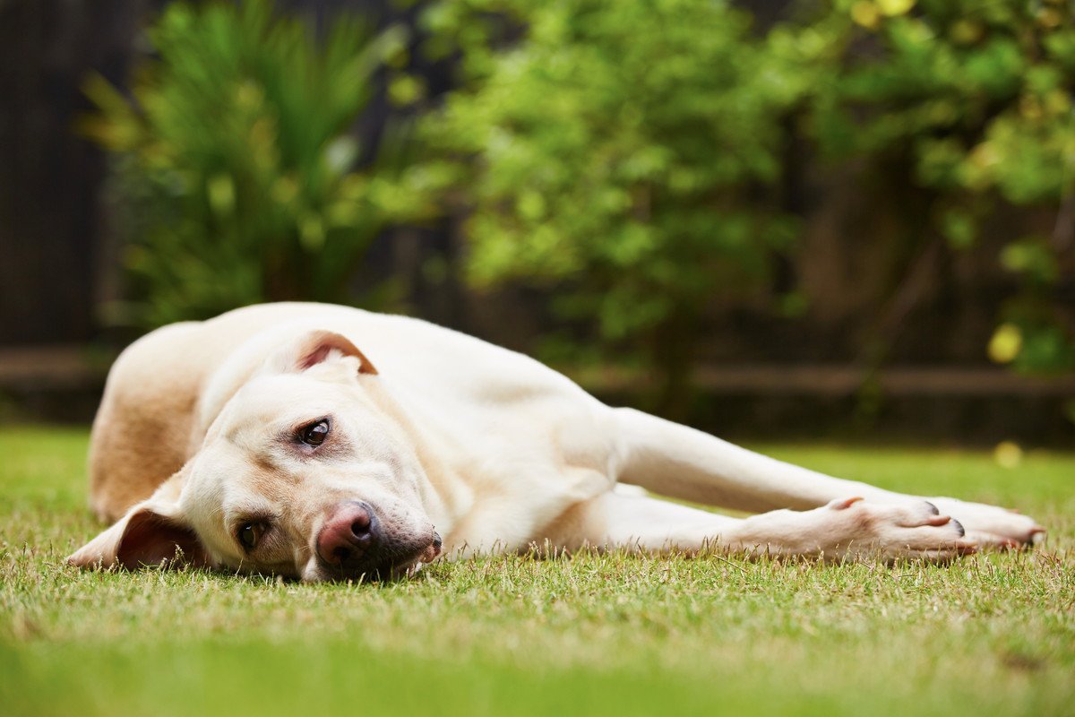 愛犬と遊びすぎてしまった時の悪影響とは？飼い主が知っておくべきリスクまで