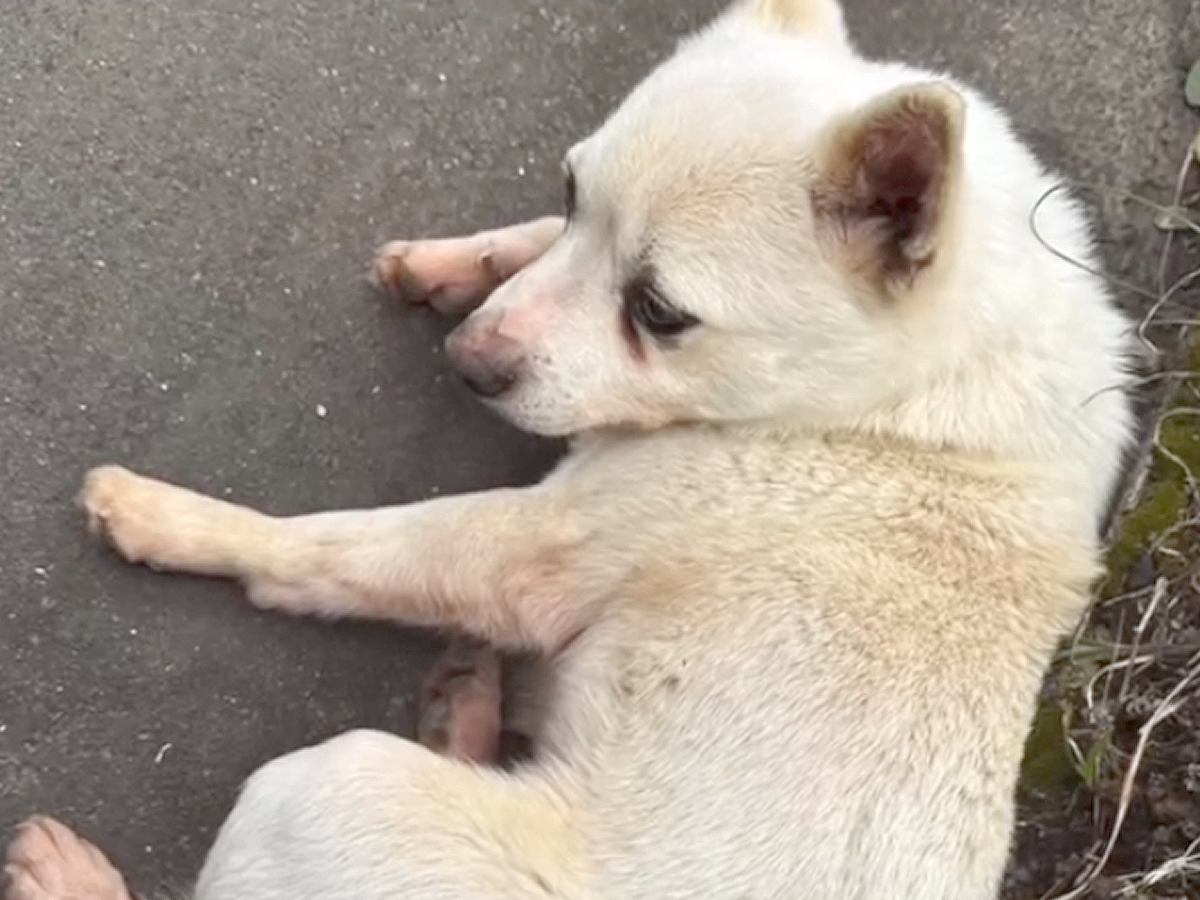 種子島で放浪していた犬を保護→お世話した男の子が『名付け親』になり…感動の結末に涙が止まらないと４万再生「素敵なご縁」「おめでとう」