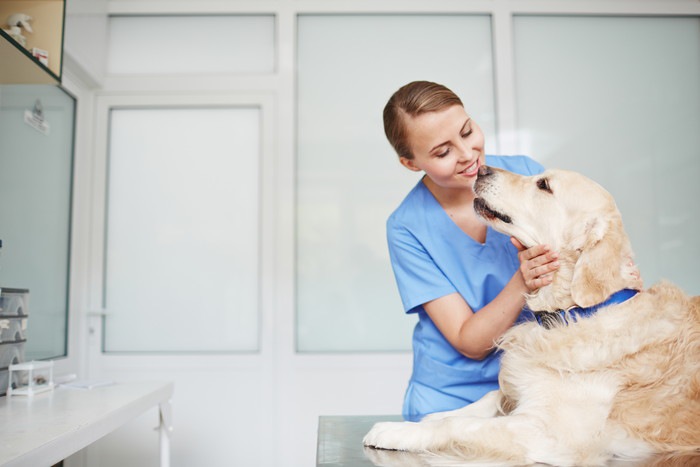 犬の呼吸数の正しい測り方！心拍数や体温の正常値も解説