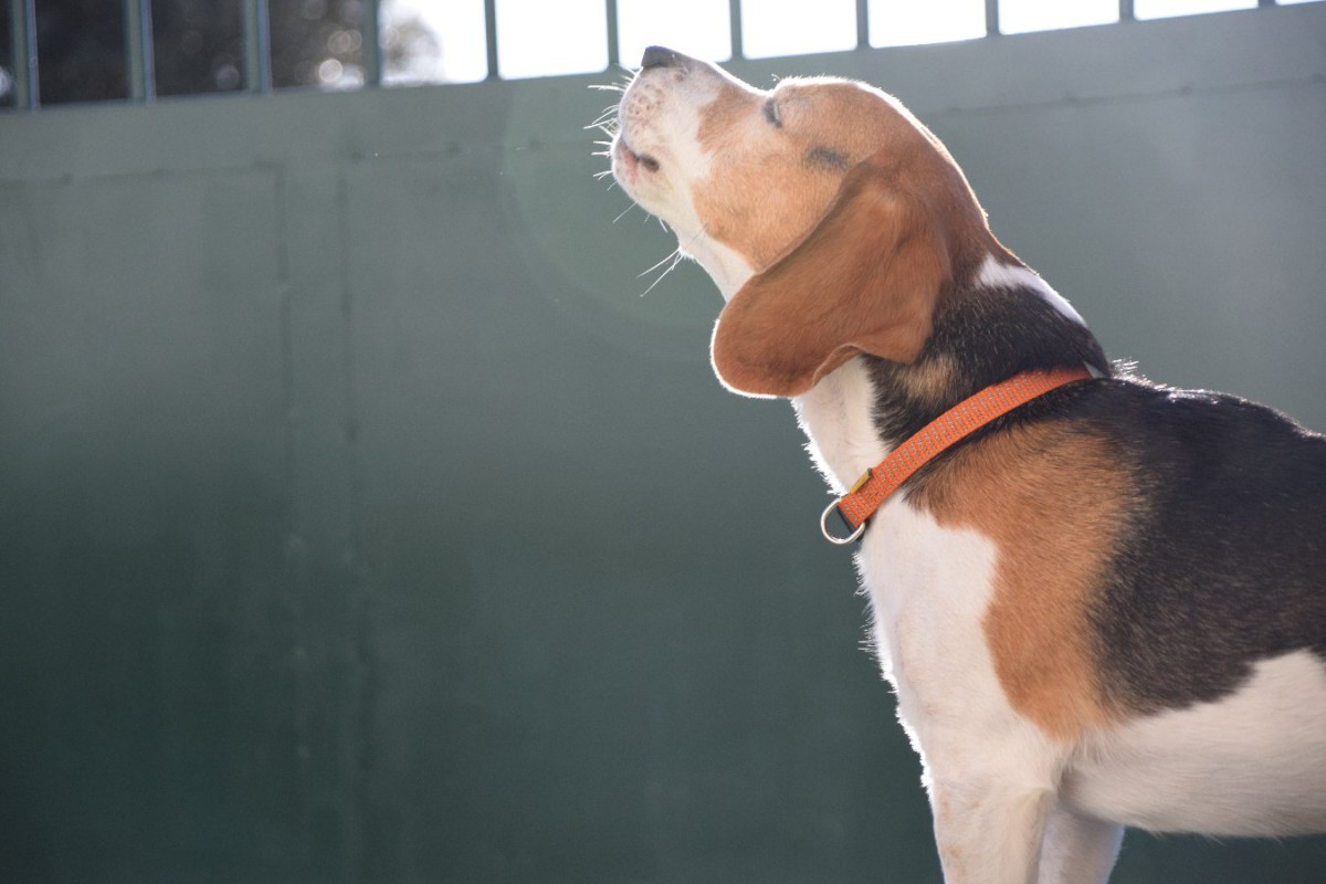 愛犬の鳴き声が近所迷惑かも…クレームになる前に飼い主がとるべきベストな対策4つ