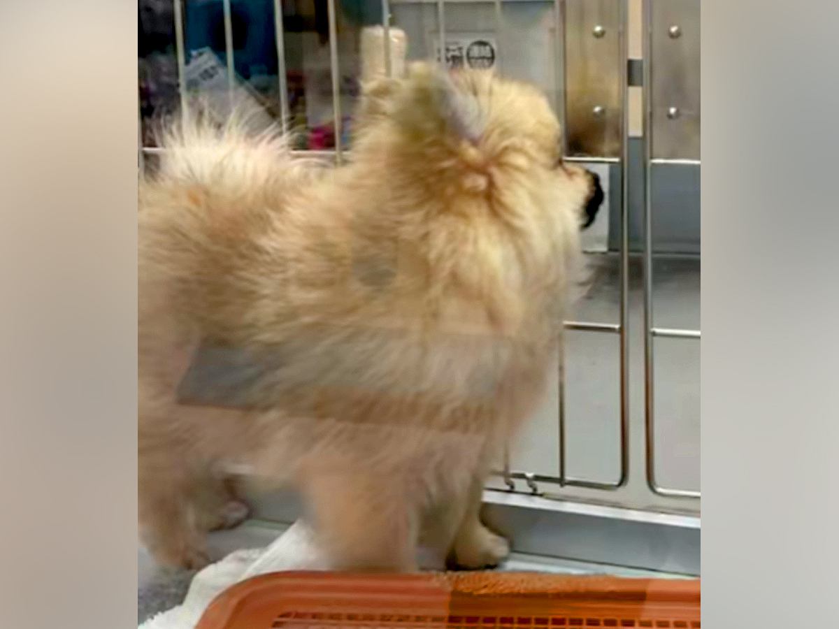 『800グラムの小さなポメラニアンを飼った』と思っていたら→現在は…衝撃的な『ビフォーアフター』が23万再生「立派ｗ」「アザラシかな？」