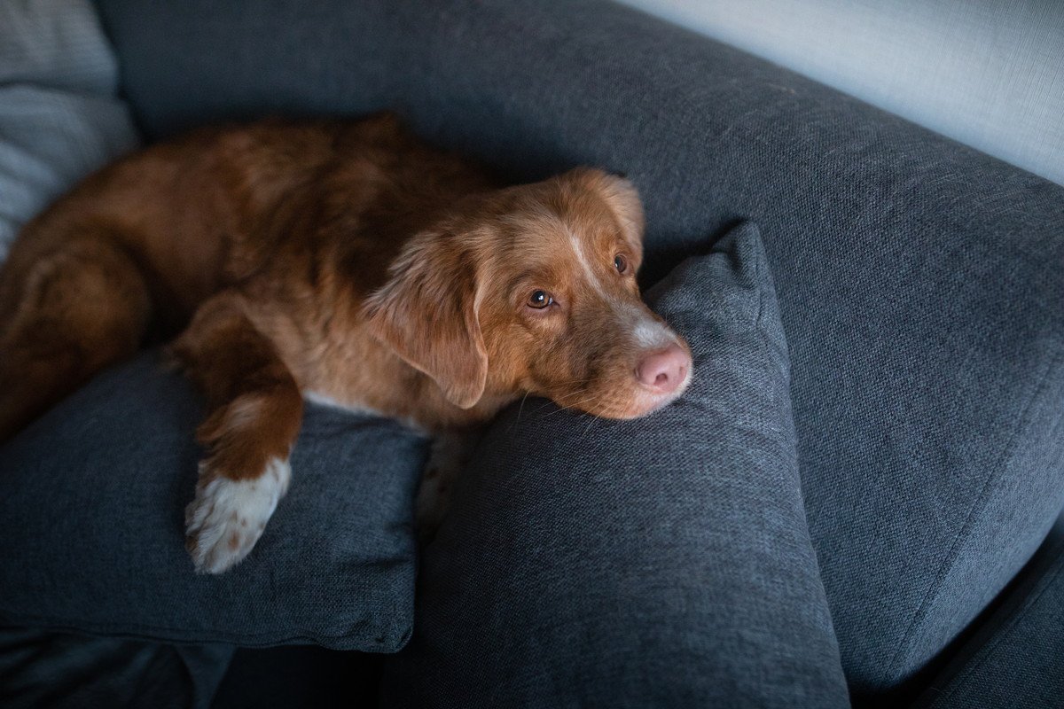 犬がいる部屋『照明の明るさ』はどうしたらいいの？愛犬を家で待たせるときは暗い方がいい？