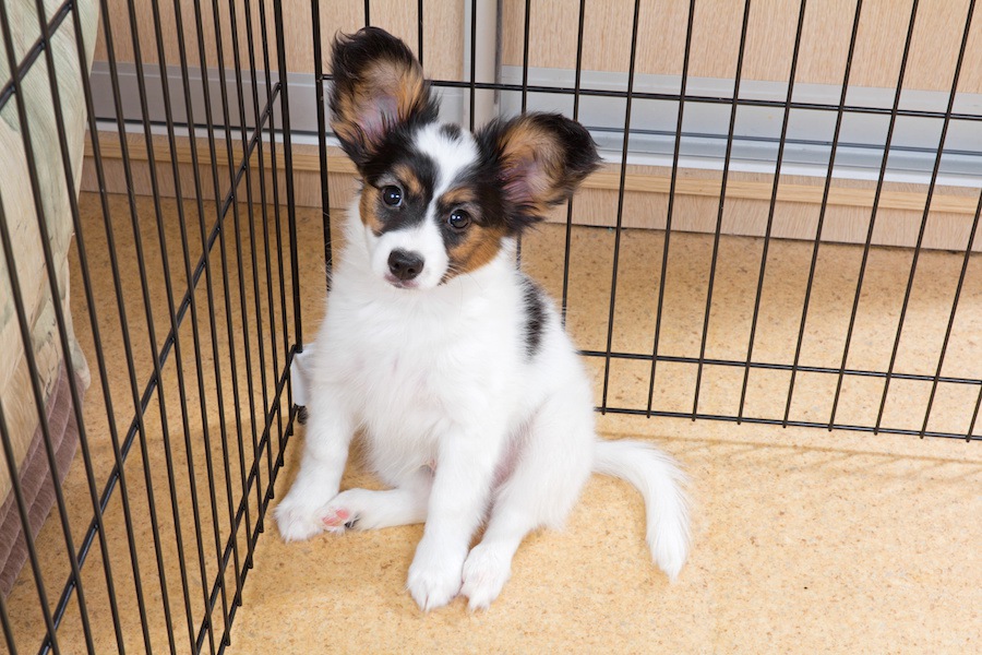 犬の預かりボランティアってどんなことをするの？