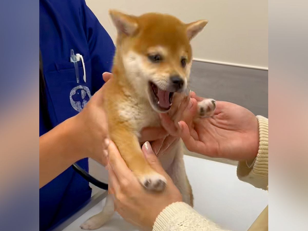 病院で『はじめての注射』をうける子犬→暴れるかなと思ったら…お利口さんすぎる光景に26万再生の反響「かわいい！えらい！」「頑張ったね」