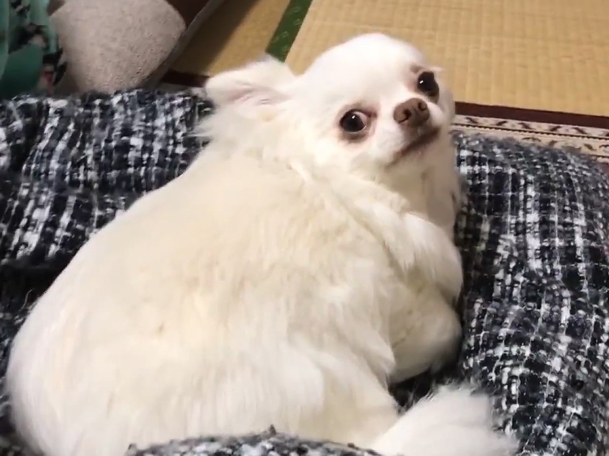 夜、家族みんなと一緒で幸せそうな犬→パパが先に寝ようとした結果…別犬かと思うほどの『態度の変化』が18万再生「まじで天使」と絶賛