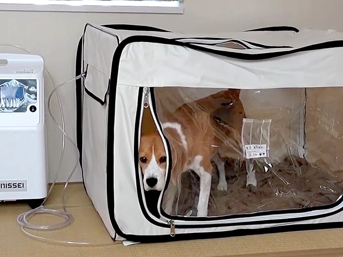 犬に『酸素室に入れたらオヤツをあげる』と教えた結果…思いもよらない『まさかの副作用』に爆笑「新しい特技」「賢くて悪知恵も働くのかな」