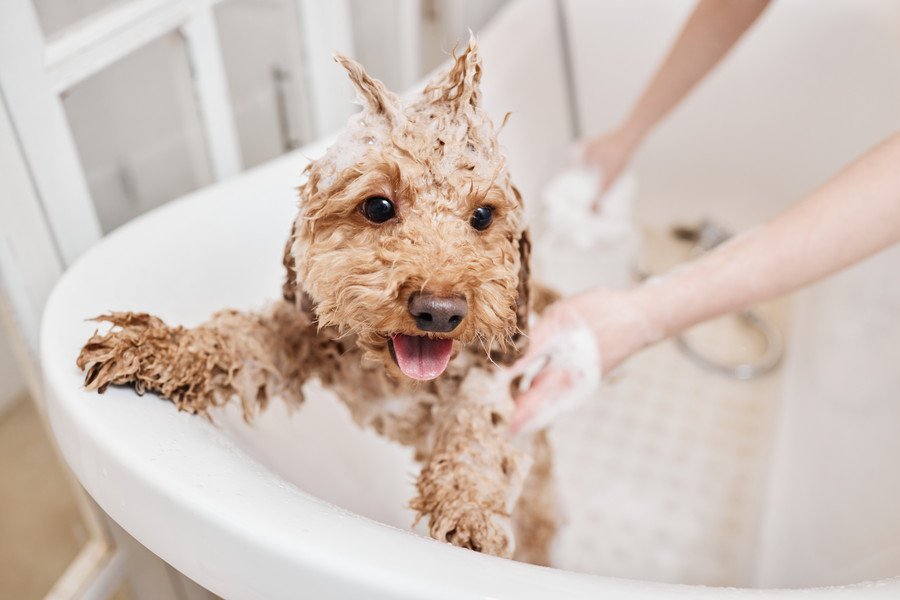 犬の皮膚ケアについて｜フケやかゆみの原因から正しいお手入れ方法まで【獣医が解説】
