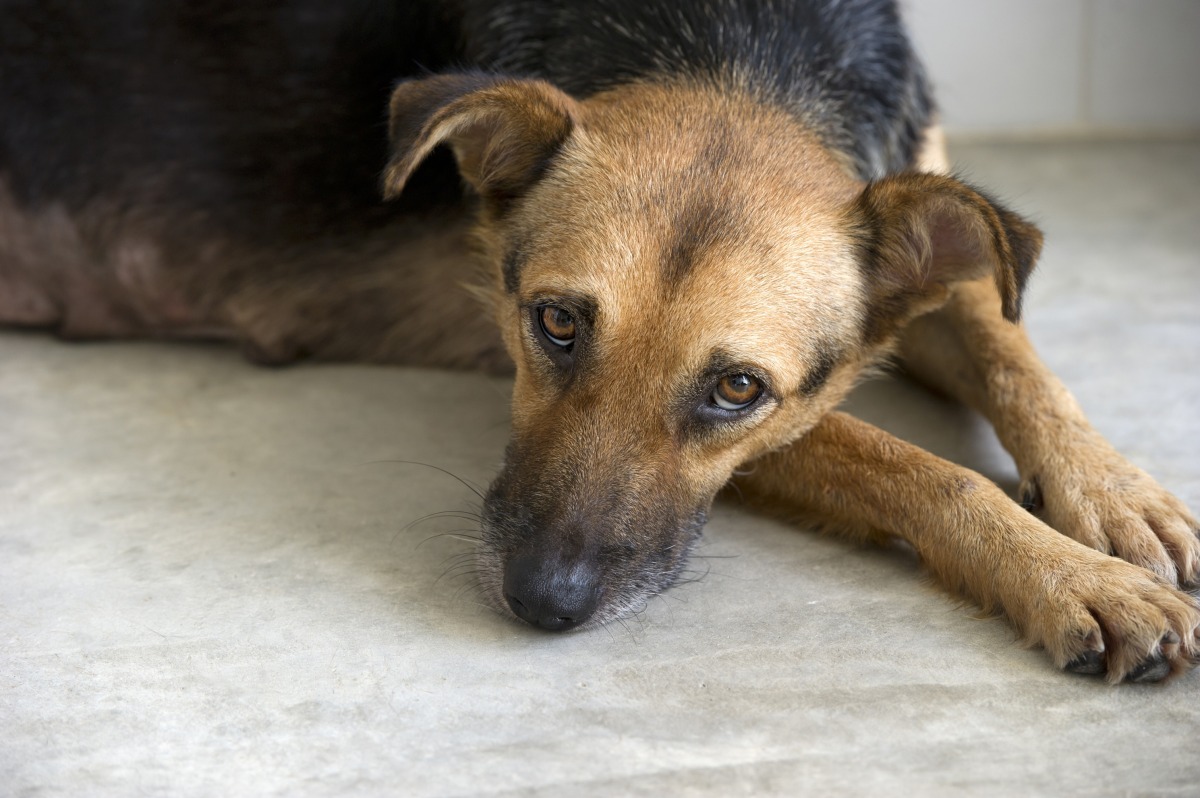 独り暮らしの飼い主が突然死したら愛犬はどんな行動を取るか？