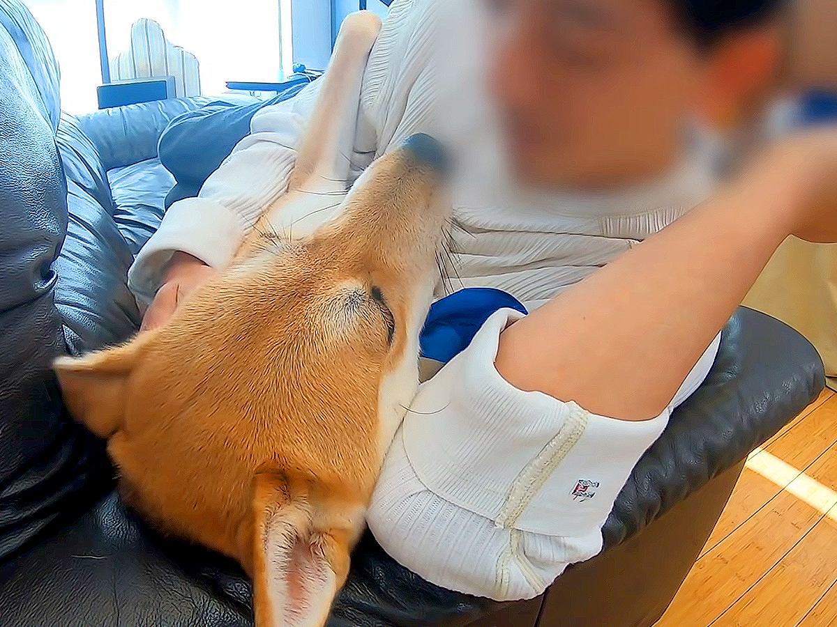 犬を保護して6ヶ月…『うちに来てくれて本当にありがとう』思わず涙が出る"かけがえのない日常"が9万再生「泣いて笑った」「犬って尊い」