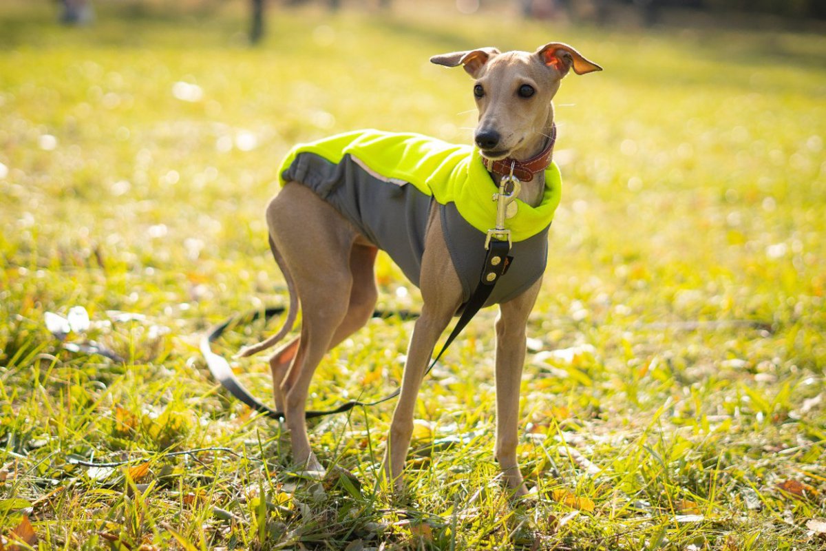 『洋服を着せるべき犬種』5選　服が必要といわれる理由やメリットまで解説