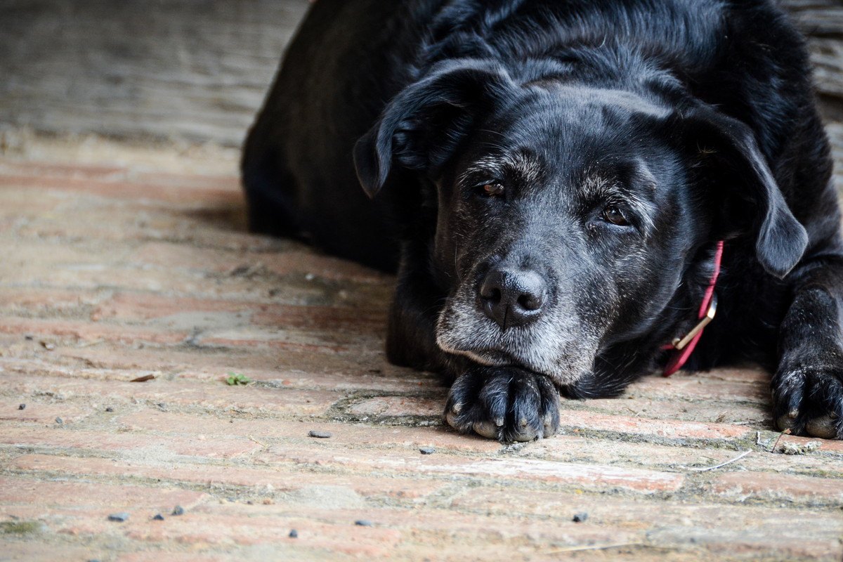 犬が「死に際」に飼い主から姿を隠す理由４つ