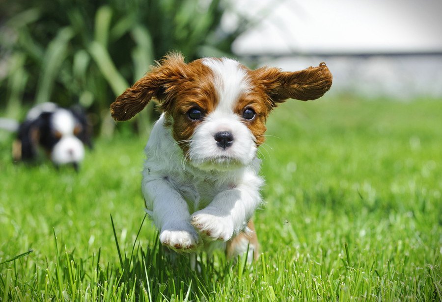 犬の飼い主が『他人に言われたくない言葉』ランキングワースト４