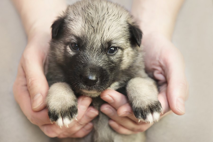 ちゃんと理由がある！犬の里親になる条件が厳しいと言われている理由