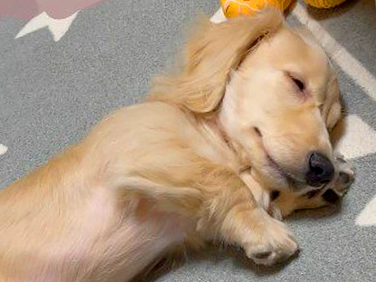 寝ている子犬を撮影したら…可愛すぎる『短い腕枕』が257万再生の大反響「日曜日のお父さんスタイルｗ」「世界一短い腕枕」絶賛続々