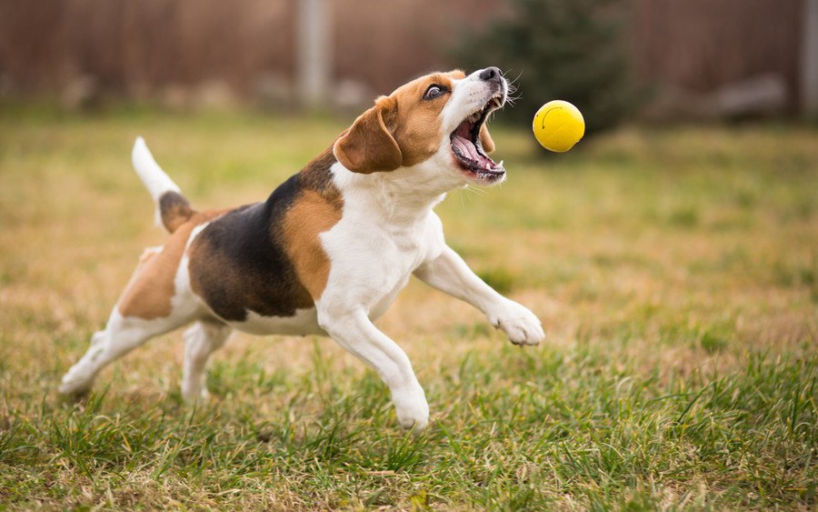 怒ってる？喜んでる？犬が唸りながらしっぽを振る心理５つ