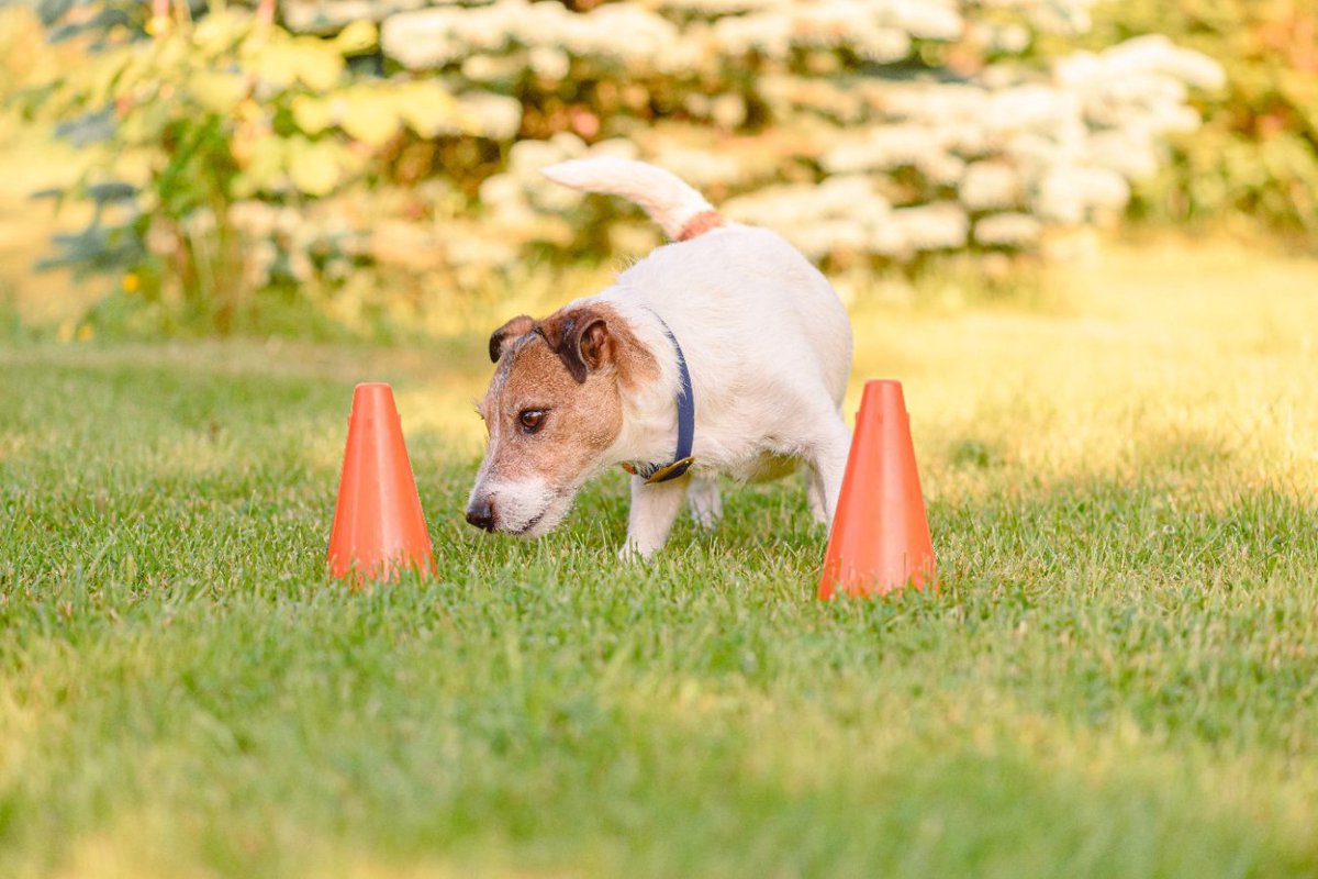 ノーズワークのトレーニングが犬の認知機能に及ぼす影響【研究結果】