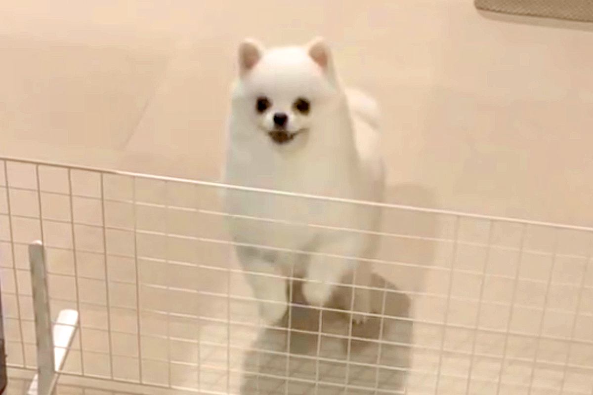 大好きなパパと4日間も会えなかった犬→再会した瞬間、喜び過ぎて『耳』が…まさかの『アザラシ化』する光景に反響「可愛すぎ」「全力で最高」