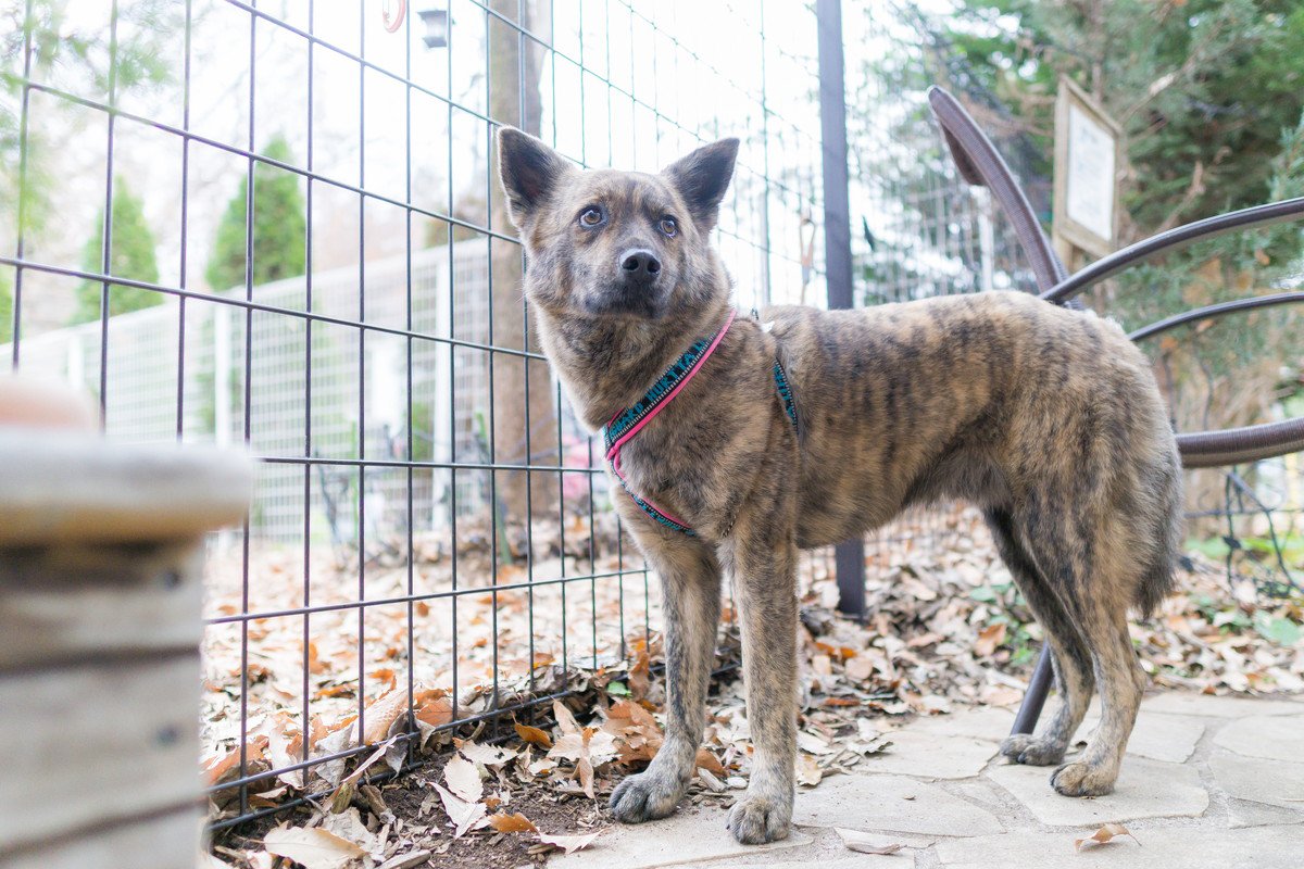 『日本犬にしかみられない』特徴4選　飼い方のポイントや魅力的なところまでご紹介