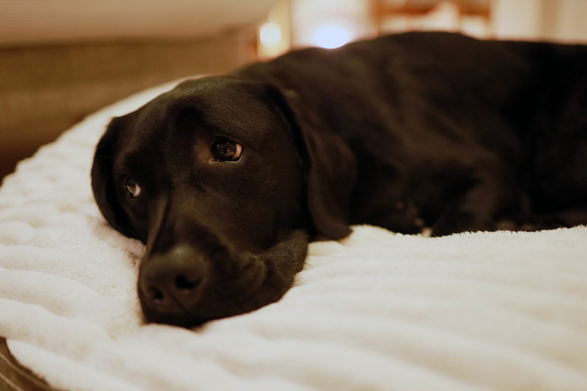 犬がしょんぼりする時の気持ち5つ　飼い主ができる配慮や心理状態を解説