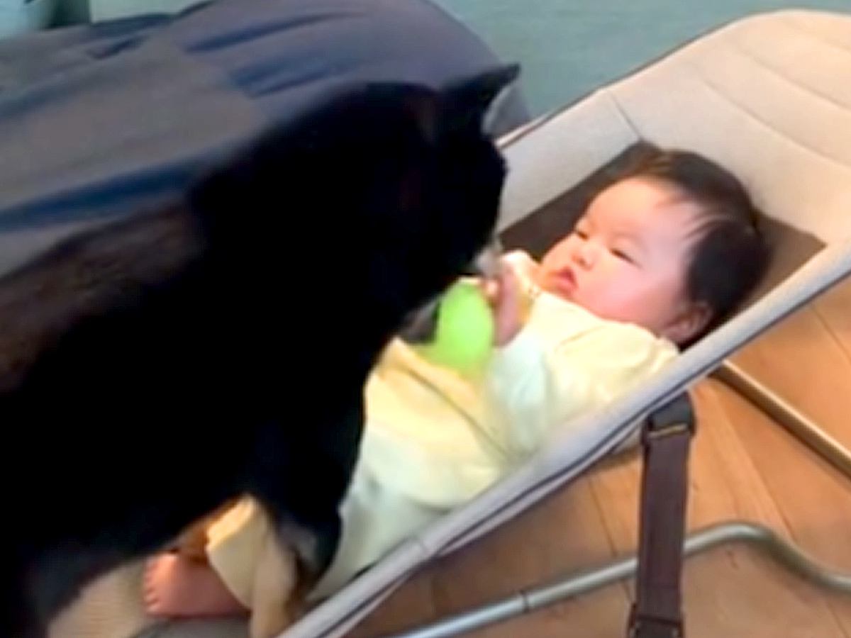 どうしても赤ちゃんと遊びたい犬→ボールを持っていって…まるで子どものような『愛おしい誘い方』に反響「まだ早いねぇｗ」「可愛すぎる」