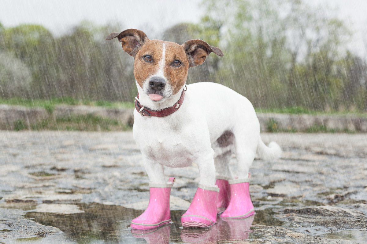 犬が雨で濡れたら毎回シャンプーしたほうがいいの？雨の日の散歩後ケアでの注意点と適切なお手入れ方法を解説