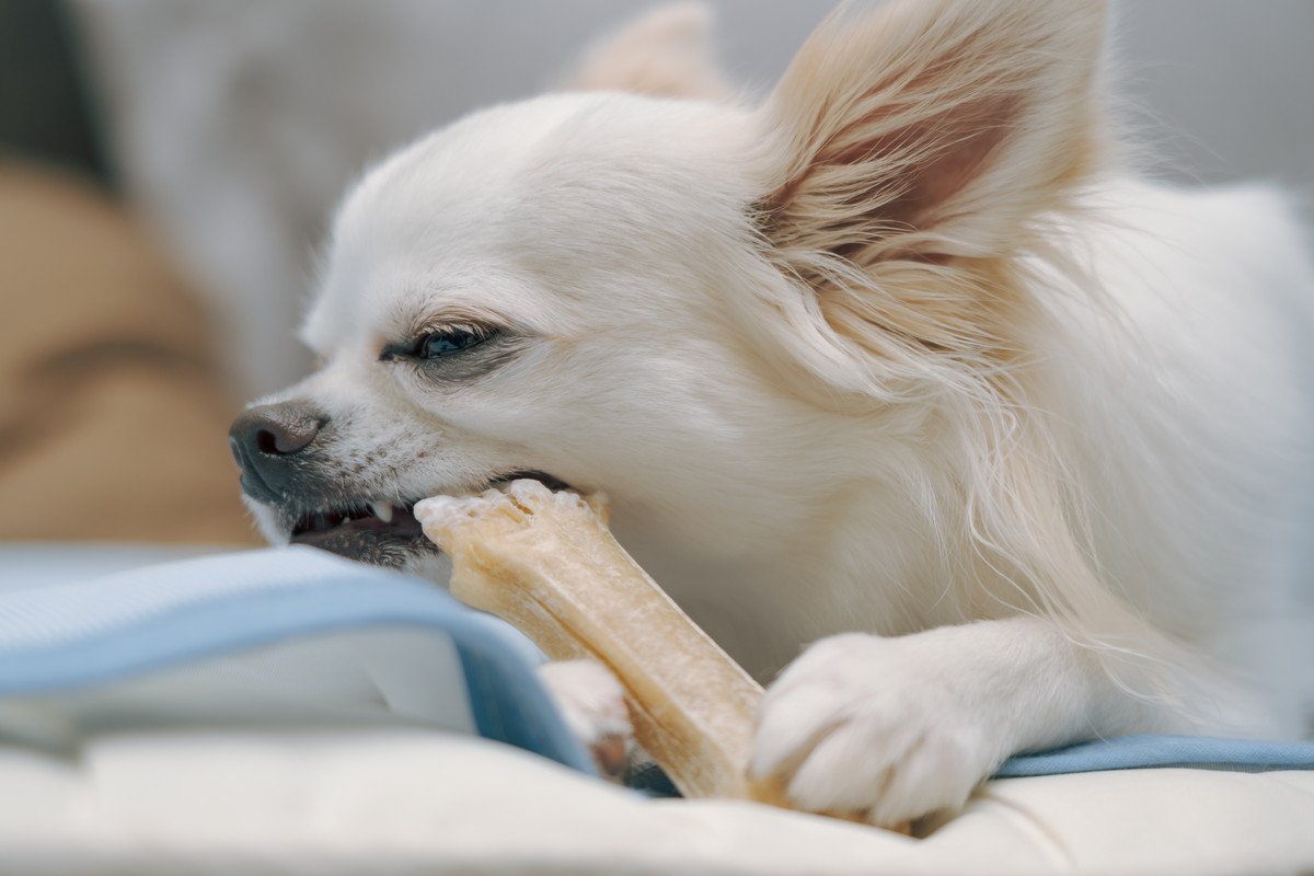 犬用『歯磨きガム』の正しい与え方とは　選び方のコツや注意すべきポイントをご紹介