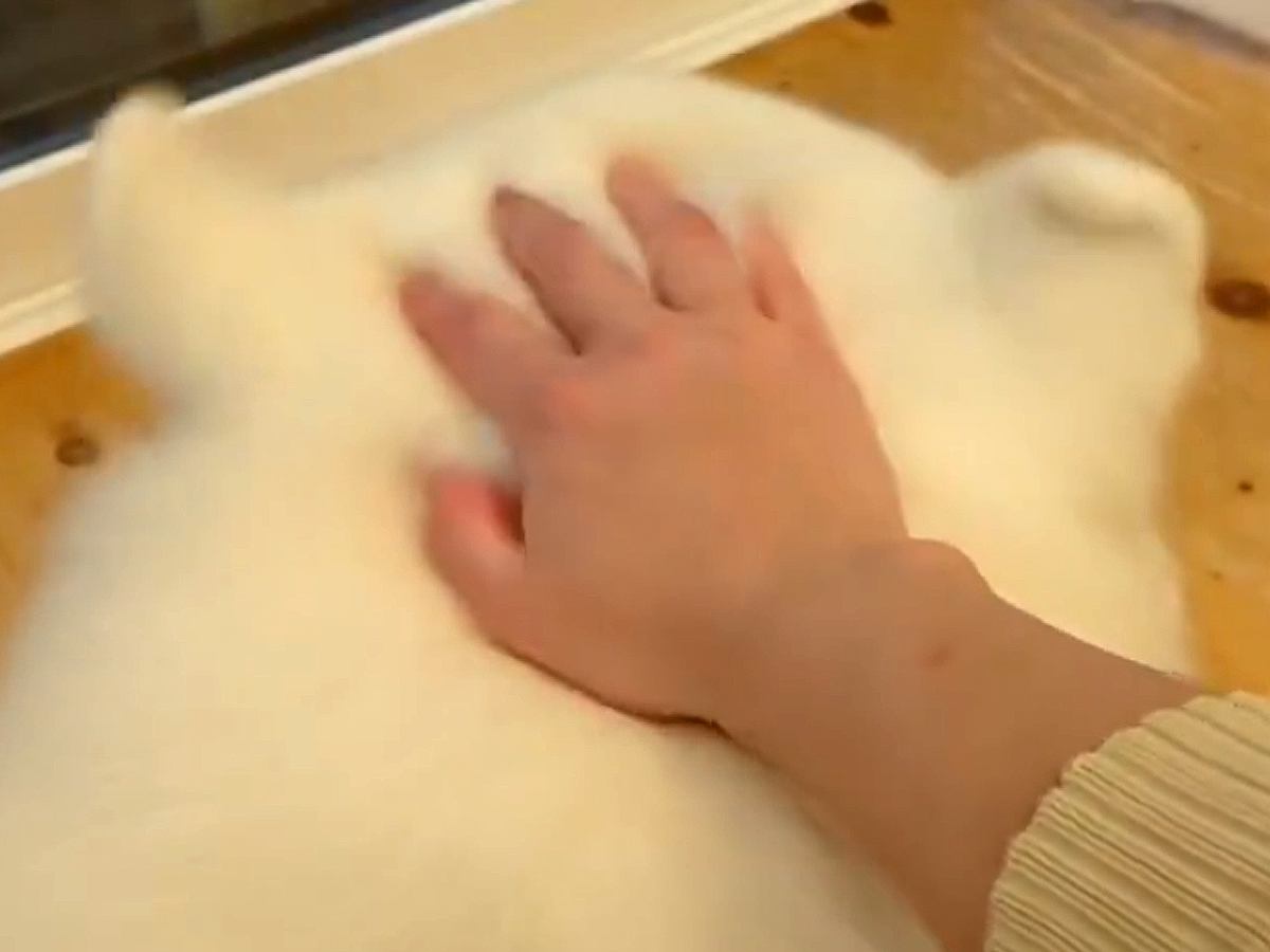 『耳が柔らかすぎる大型犬』頭を撫でていたら…想像以上だった『あまりにも可愛すぎる光景』に4万いいねの反響「たまらん」「ずっと見てたい」