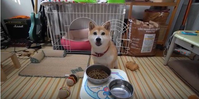 「よし」を狂言風に言ったら？柴犬さんの反応がおもしろい