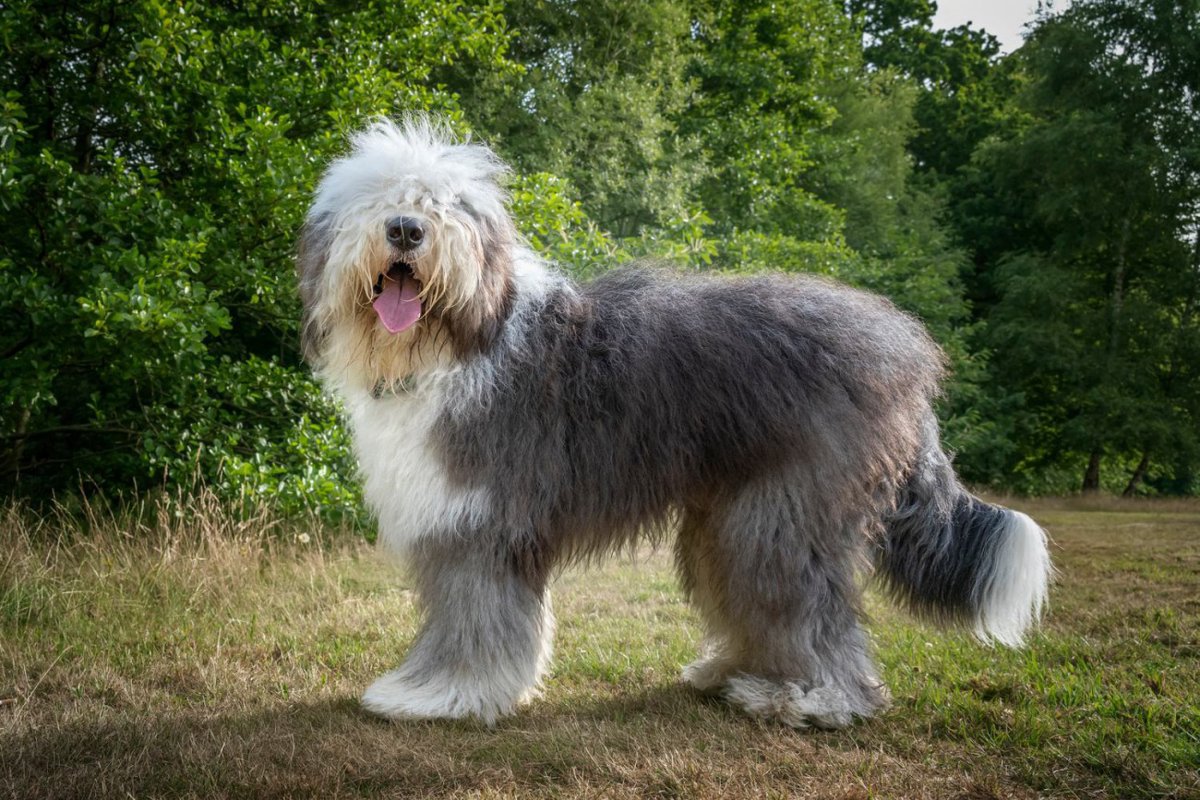 【獣医師監修】オールド・イングリッシュ・シープドッグってどんな犬種？特徴と性格や飼い方・価格相場まで解説