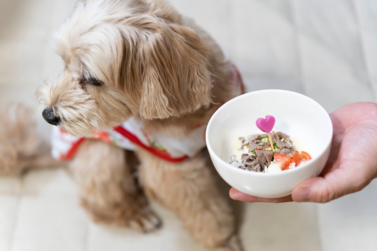 犬の食が細くなってしまう4つの原因とは　病気が潜んでいる危険性から対処法まで