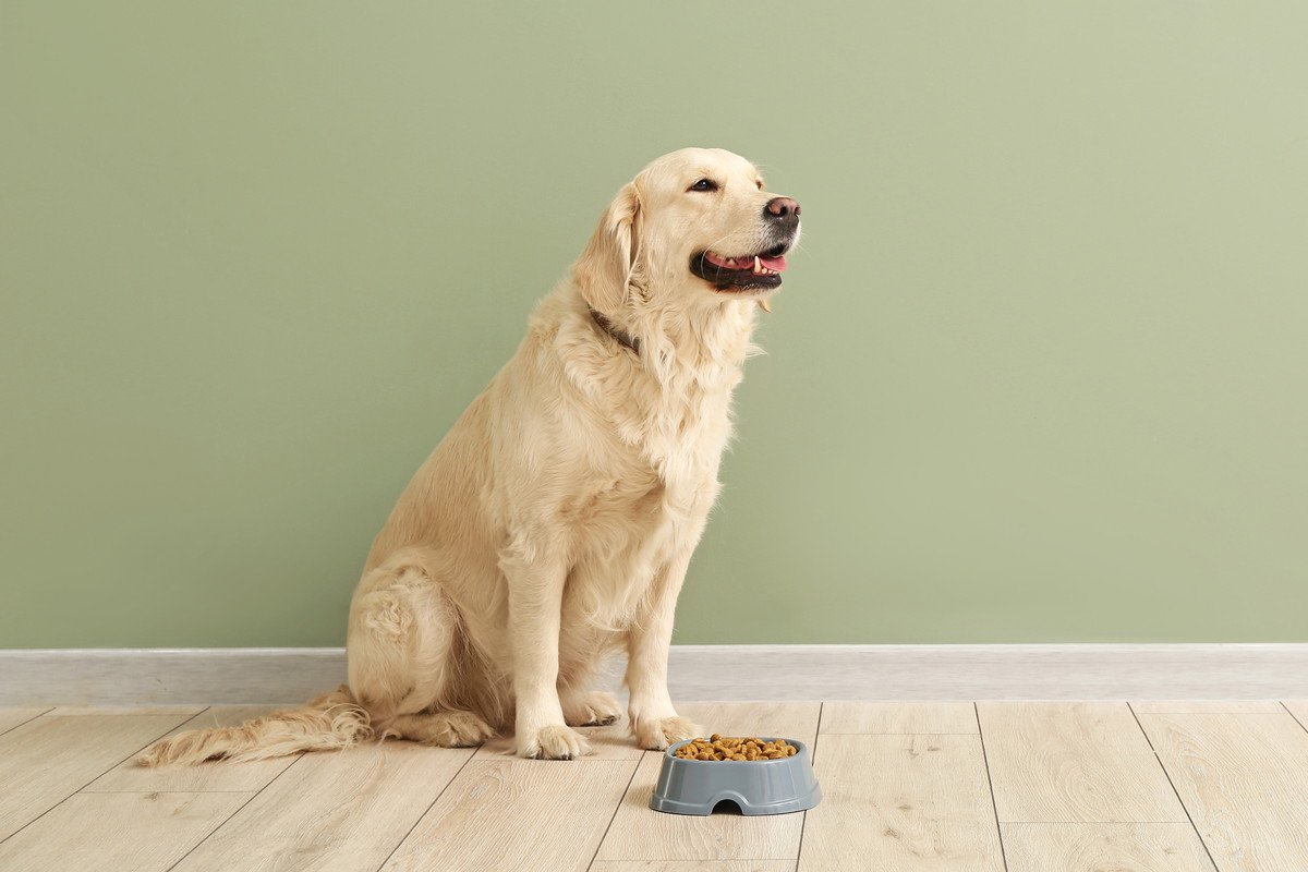 愛犬の『ご飯の好き嫌い』が激しい！偏食の原因と直すコツを解説