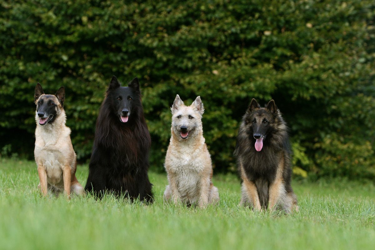 三角耳やV字型耳を持つ犬種6つ　滅多に見かけない犬種やそれぞれの特徴までご紹介