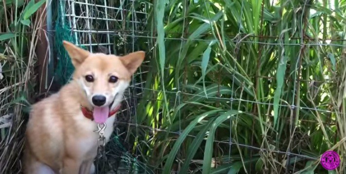 保健所に収容された噛む野犬のリハビリトレーニング！笑顔を見せるまで