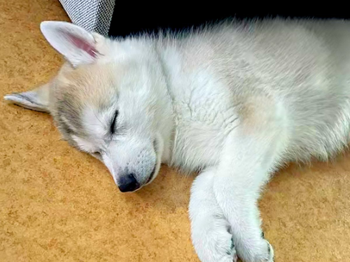 大きい犬を飼うのが夢だった男性→ハスキーの子犬を連れて帰ったら…まさかの『思ってたのと違う成長』に「いいお顔」「まじ可愛い」と反響