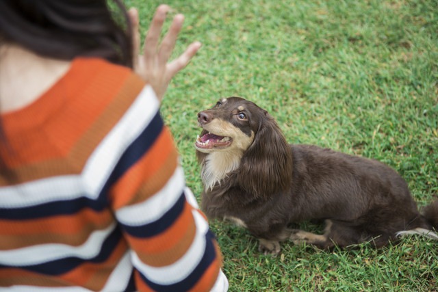 何故犬のトレーニングが必要なのか