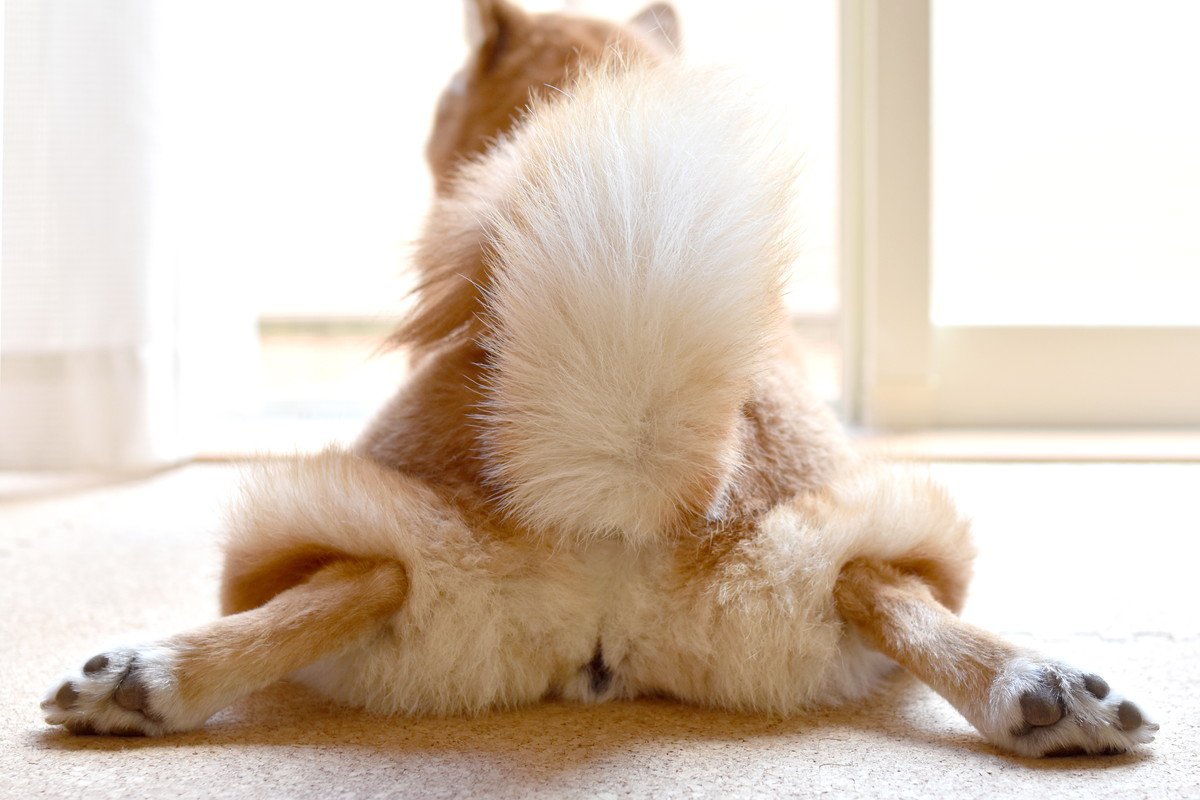 犬の『おなら』が臭うときの原因4つ　病気が隠れている可能性も…？注意すべき症状まで