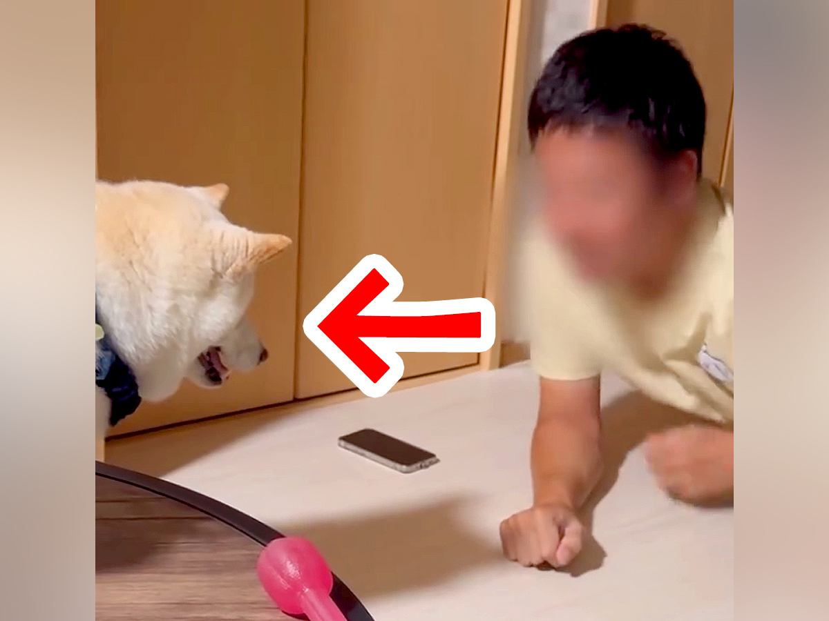 ストレッチしていたら、犬が『お願いがある』と言いに来て…可愛すぎる『まさかの理由』が22万再生「誘導が上手ｗ」「中断するパパ優しい」