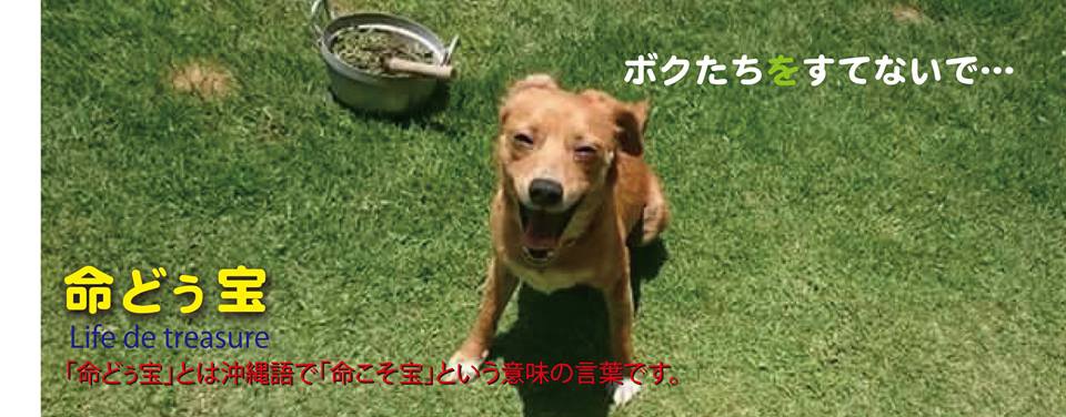 沖縄★止らない迷い犬達の収容　必死の救出活動＆里親探し…『命どぅ宝』