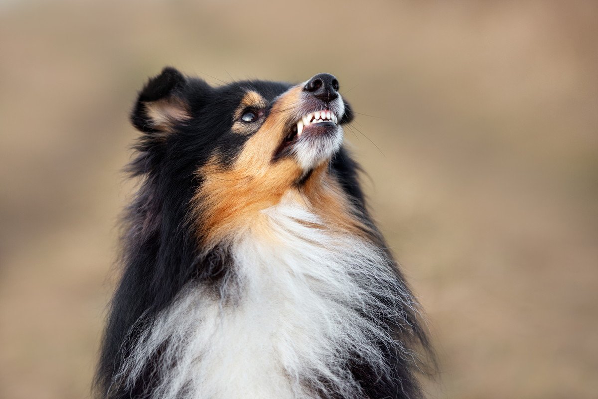 犬に敵対心を抱かれてしまう間違い行動4つ！警戒されないコツは？