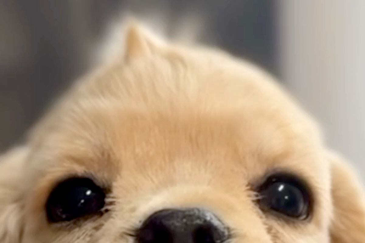 頭に『アホ毛』がある子犬→『ずっと残るだろうな』と思っていたら、シャンプーをすると…まさかの『第二形態』が25万再生「どっちにしろ可愛い」