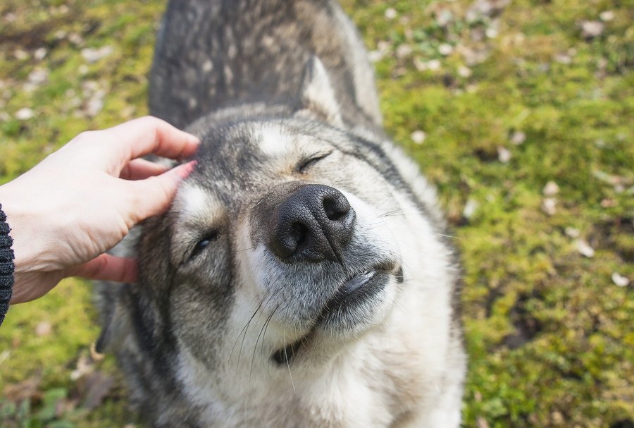 犬にモテまくる人の共通点５選