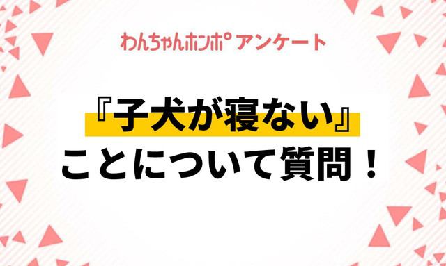 【アンケート実施中！】子犬が寝ないことについて質問！