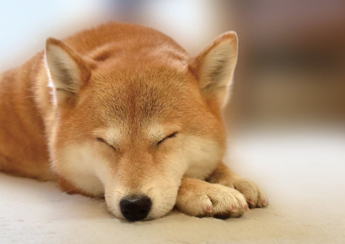 犬が寝ているときの『絶対NG行為』5選　飼い主からの睡眠妨害による悪影響とは？