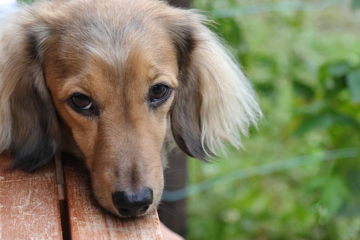 犬に『絶対強要してはいけない』NG項目３つ